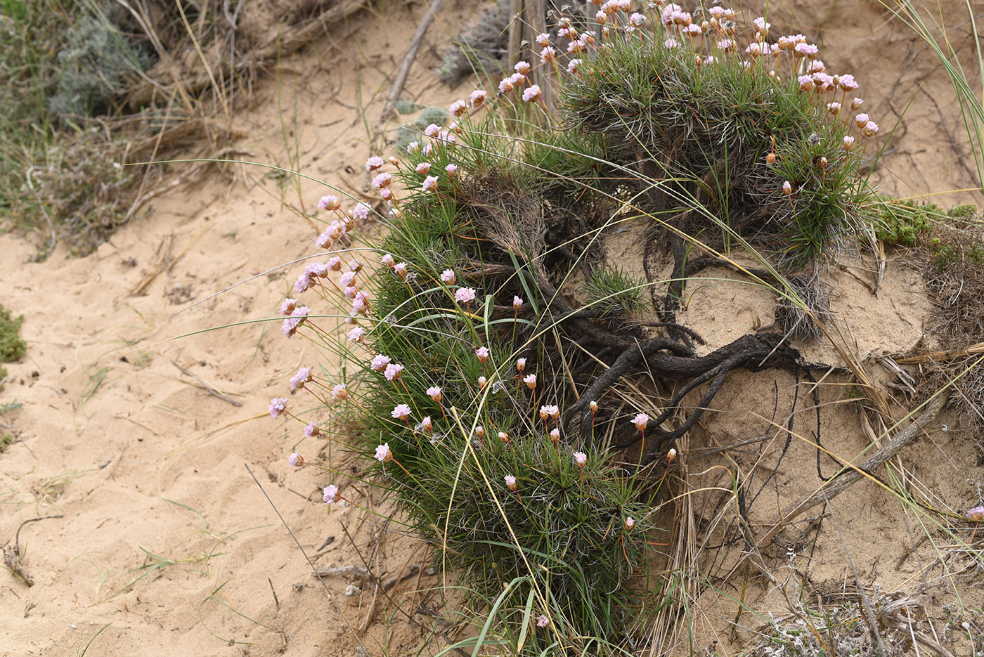 Image of Armeria welwitschii specimen.