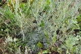 Artemisia marschalliana