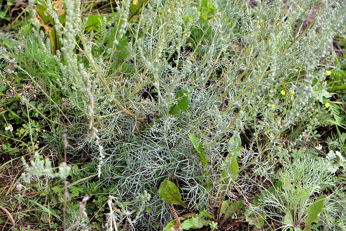 Изображение особи Artemisia marschalliana.