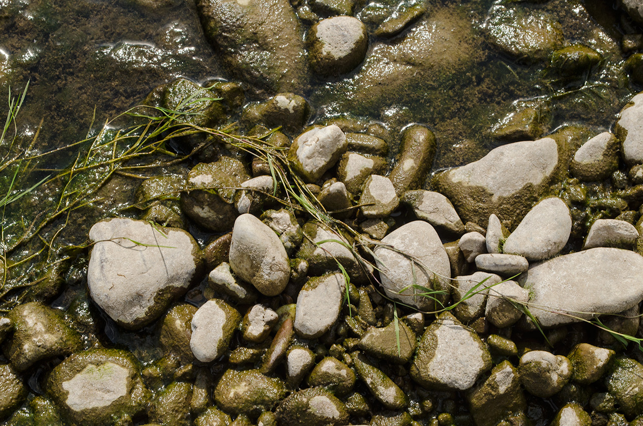 Image of Agrostis stolonifera specimen.