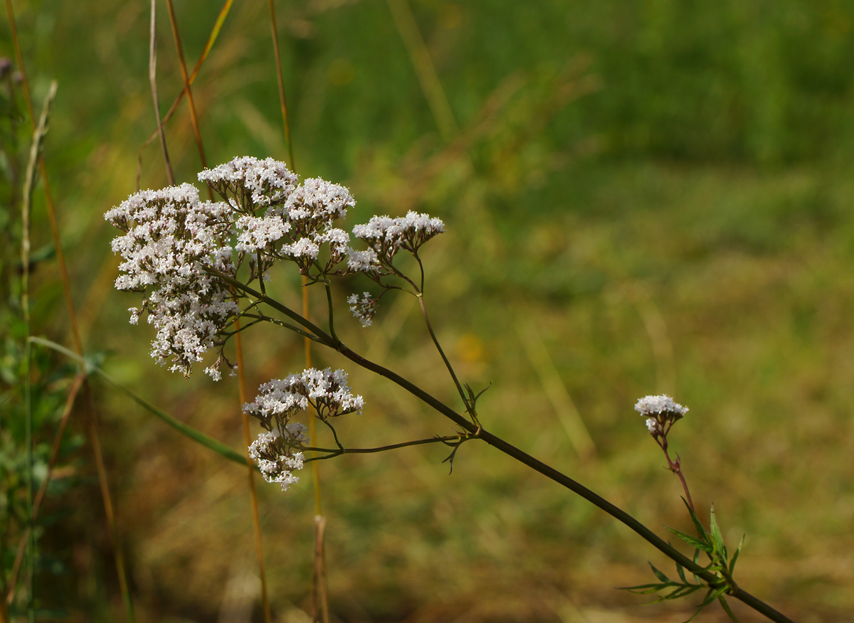 Image of Valeriana officinalis specimen.