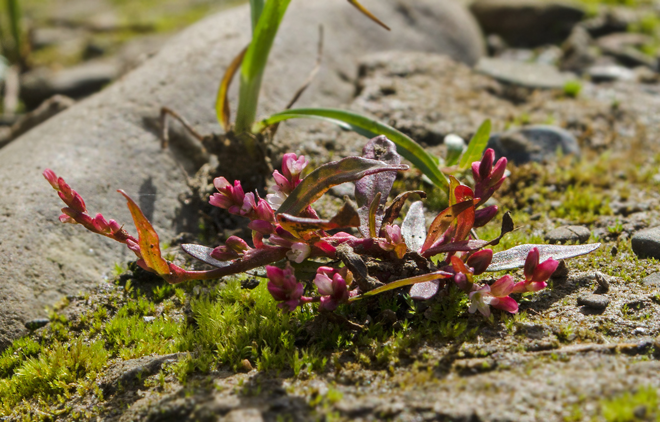 Image of Persicaria hydropiper specimen.