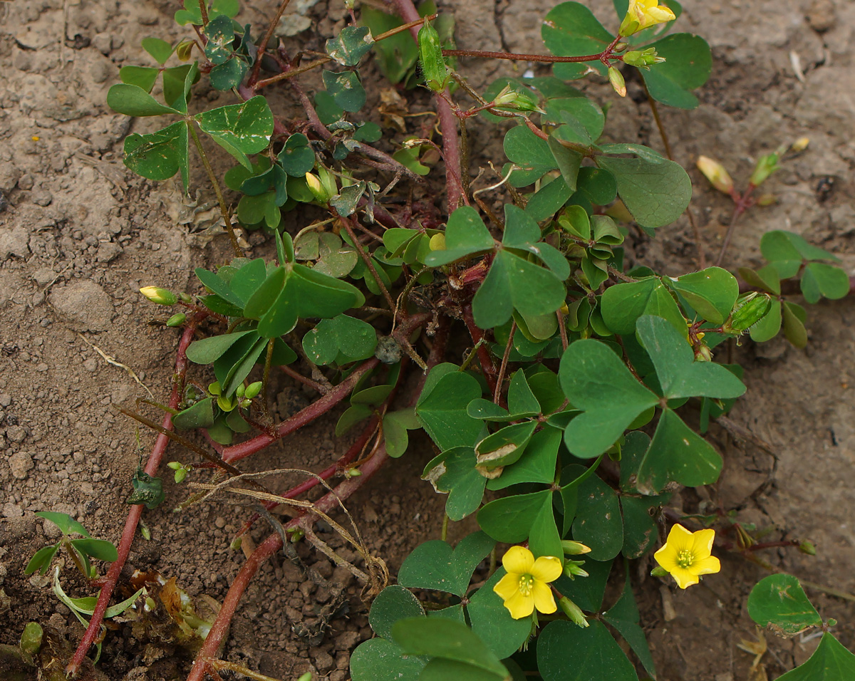 Изображение особи Oxalis stricta.