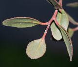 Eucalyptus platypus