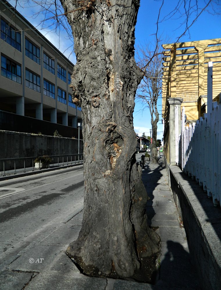 Image of Gleditsia triacanthos specimen.