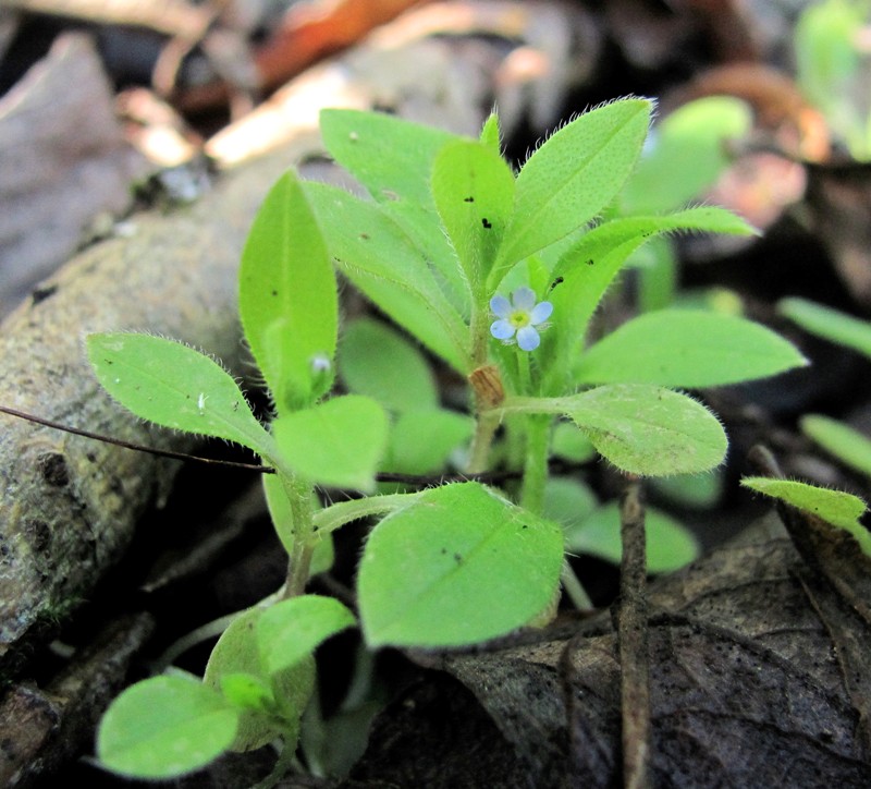 Изображение особи Myosotis sparsiflora.