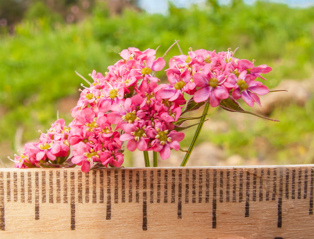 Изображение особи Chaerophyllum rubellum.