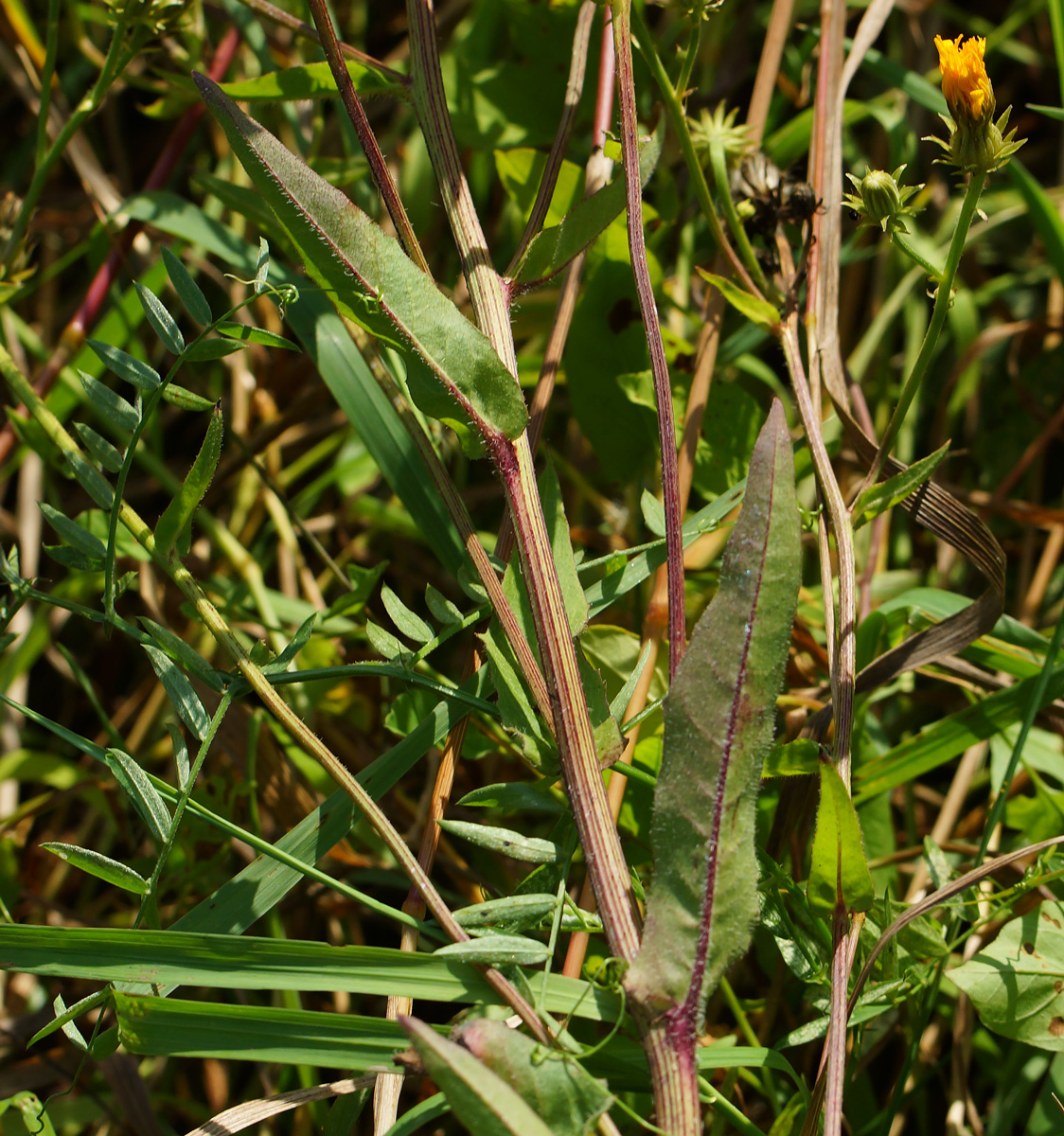 Image of Picris hieracioides specimen.