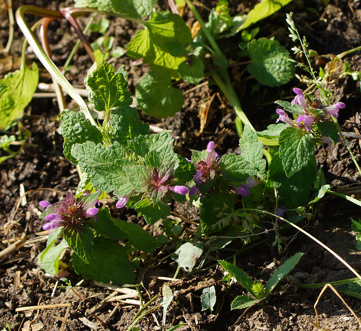 Изображение особи Lamium purpureum.