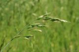 Bromus hordeaceus