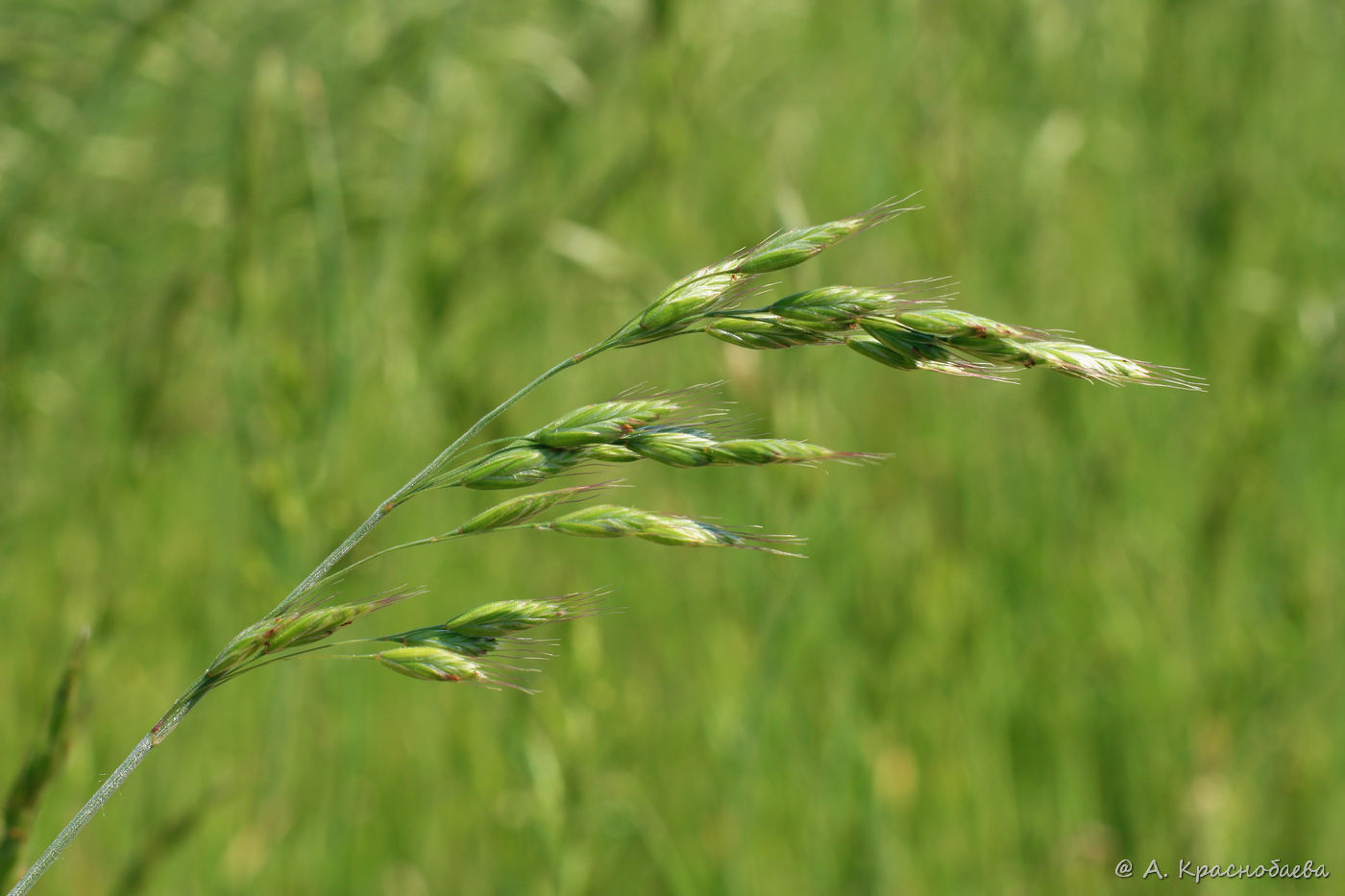 Изображение особи Bromus hordeaceus.