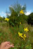 Lotus corniculatus