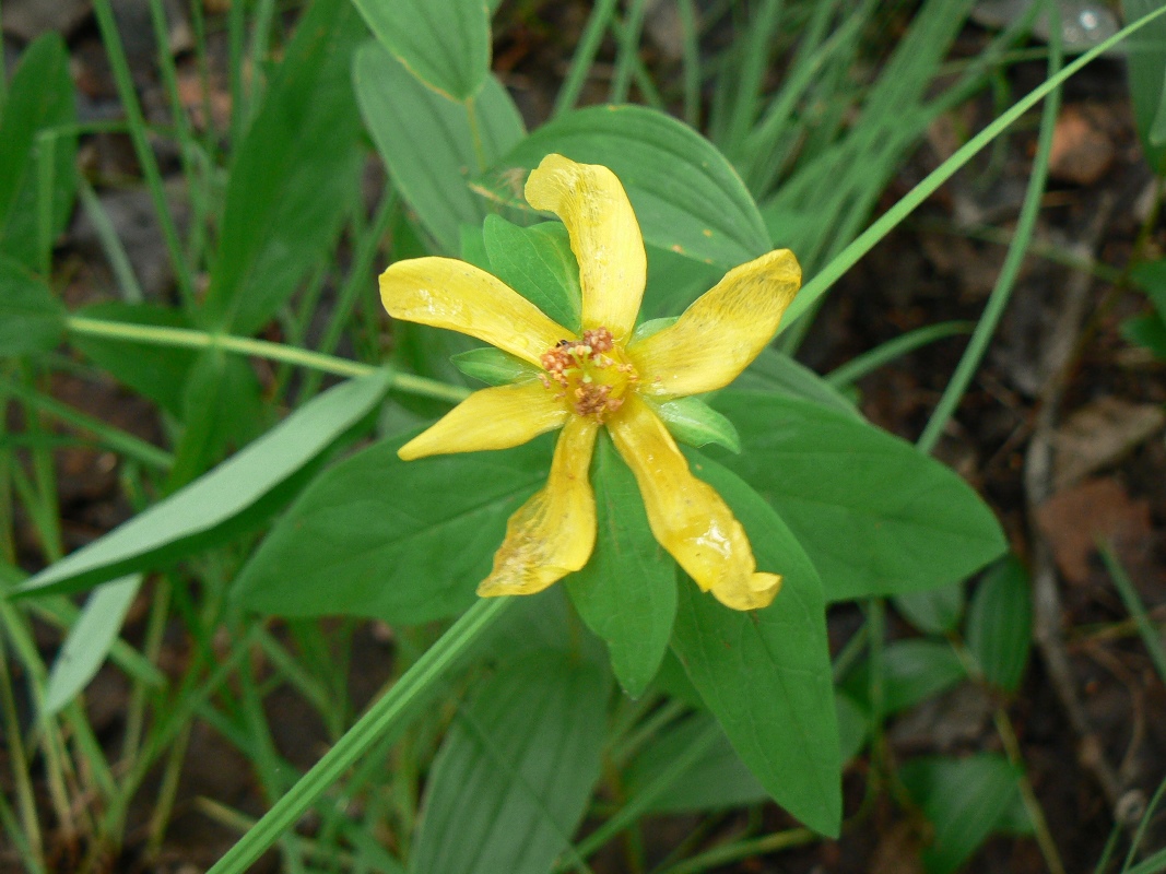 Image of Hypericum gebleri specimen.