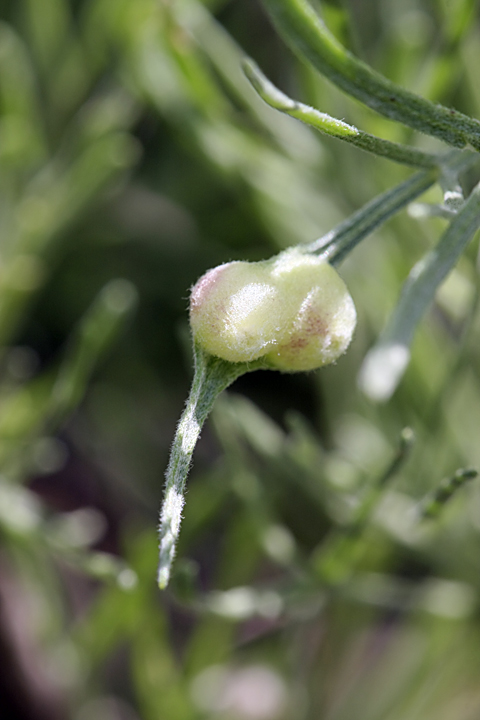 Изображение особи Lepidolopha komarowii.