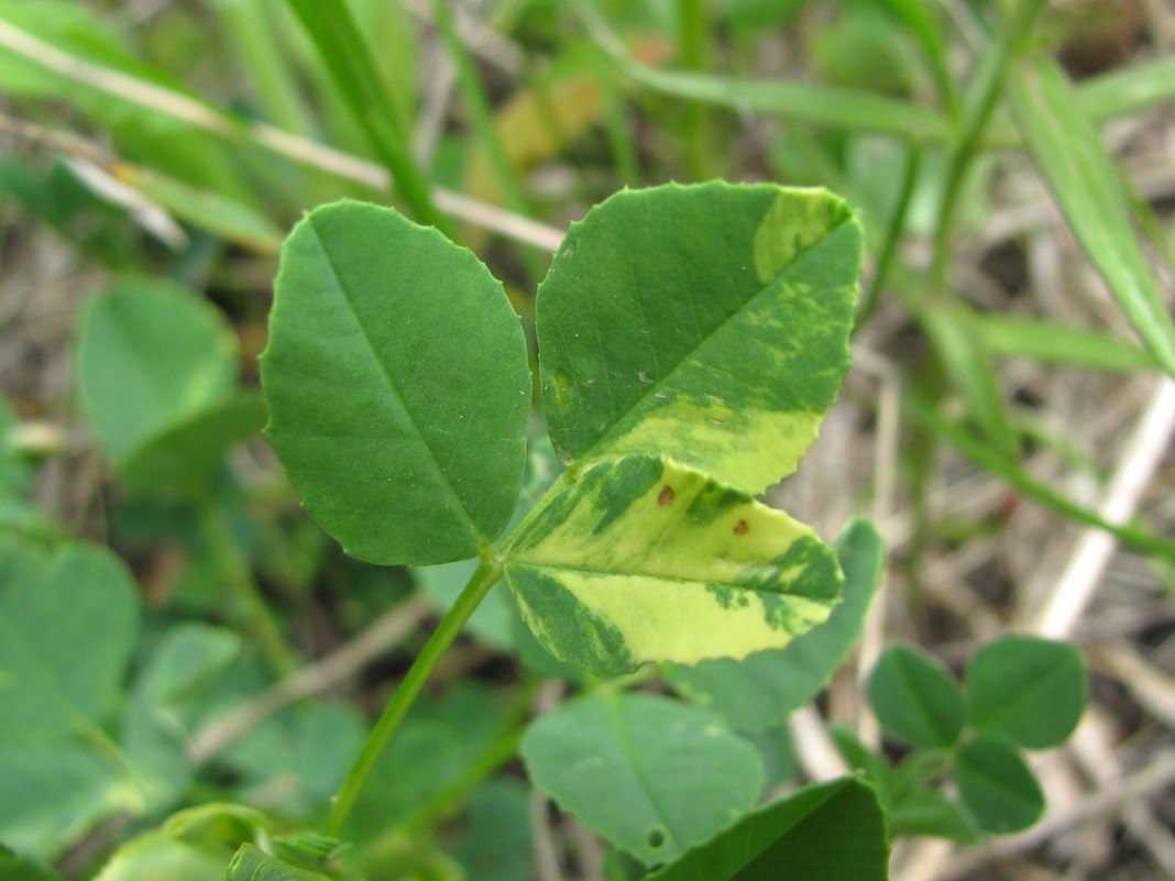 Изображение особи Melilotus officinalis.