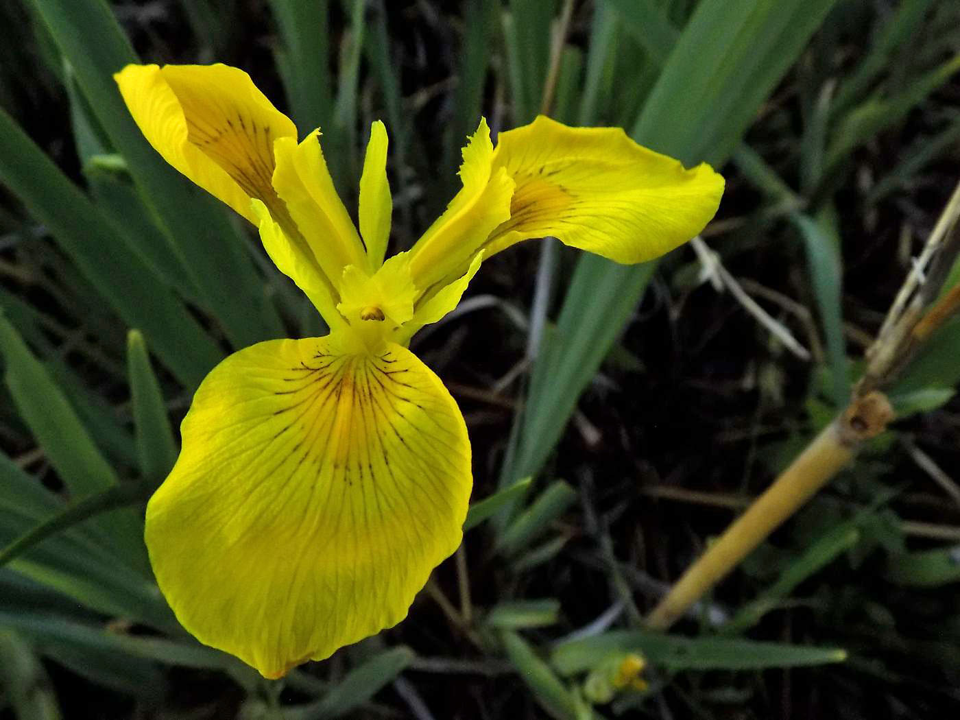 Изображение особи Iris pseudacorus.