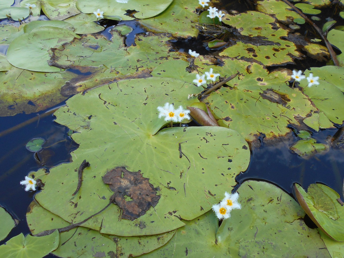 Image of Nymphoides indica specimen.