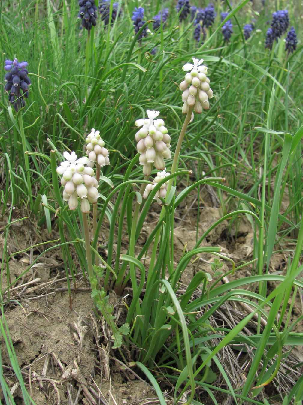 Изображение особи Muscari neglectum.