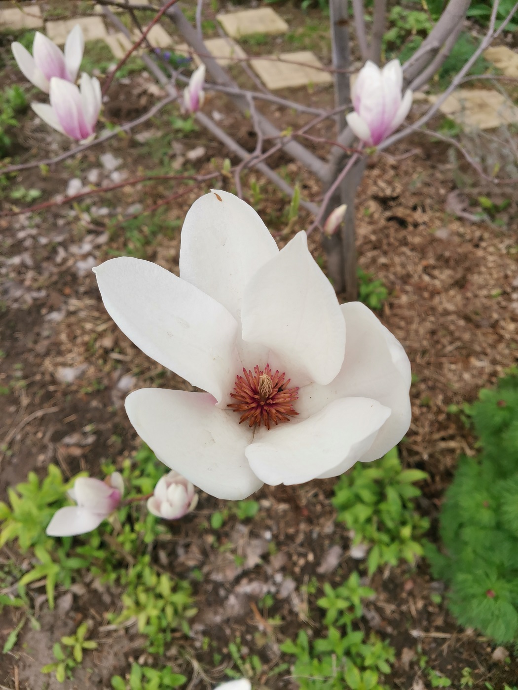 Image of Magnolia &times; soulangeana specimen.