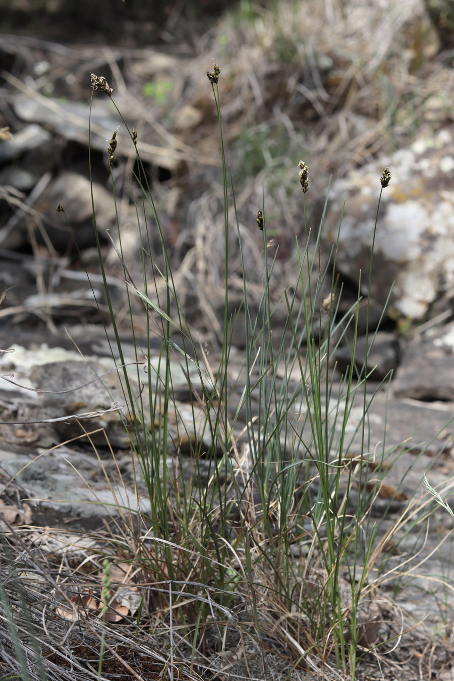 Image of Carex divisa specimen.