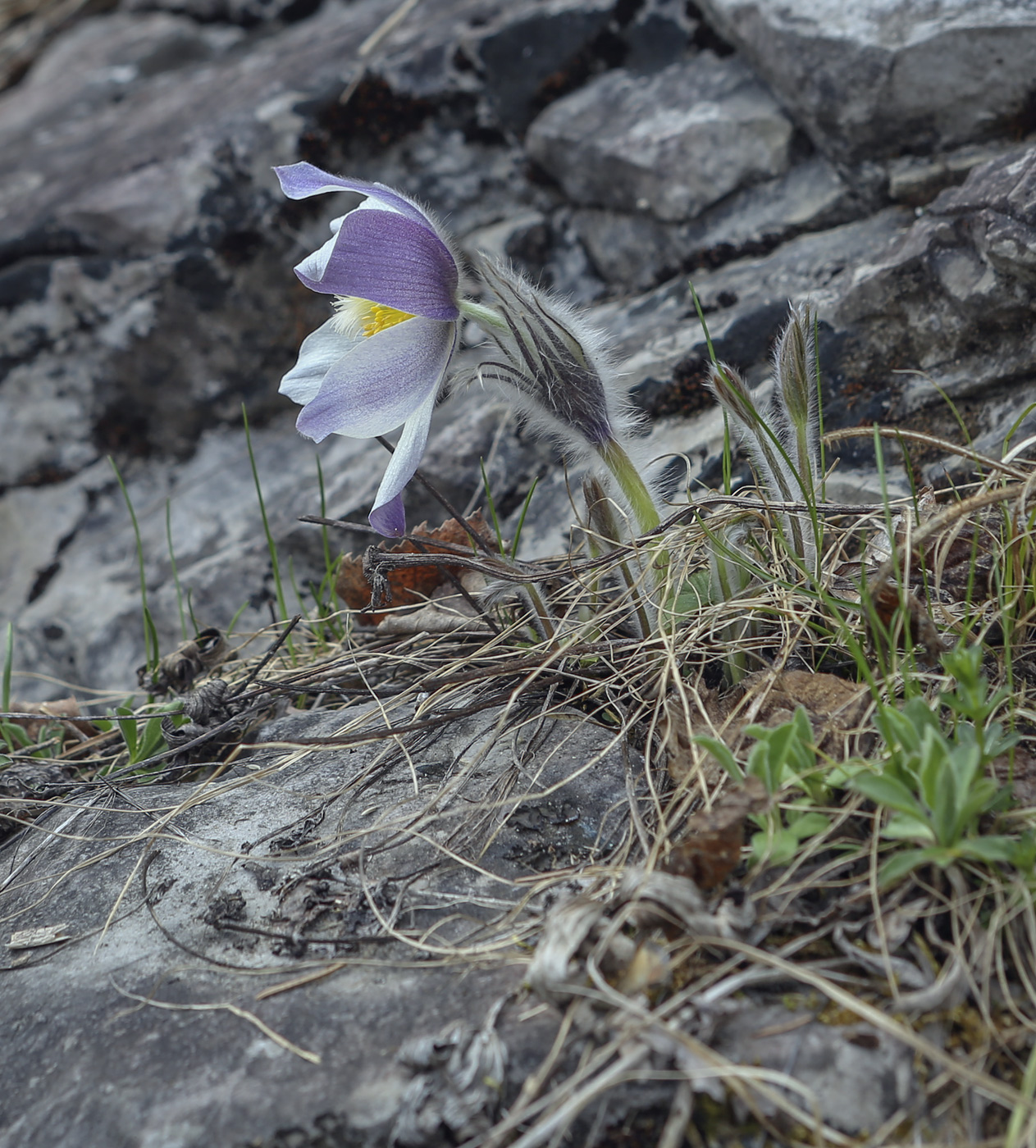 Image of Pulsatilla patens specimen.