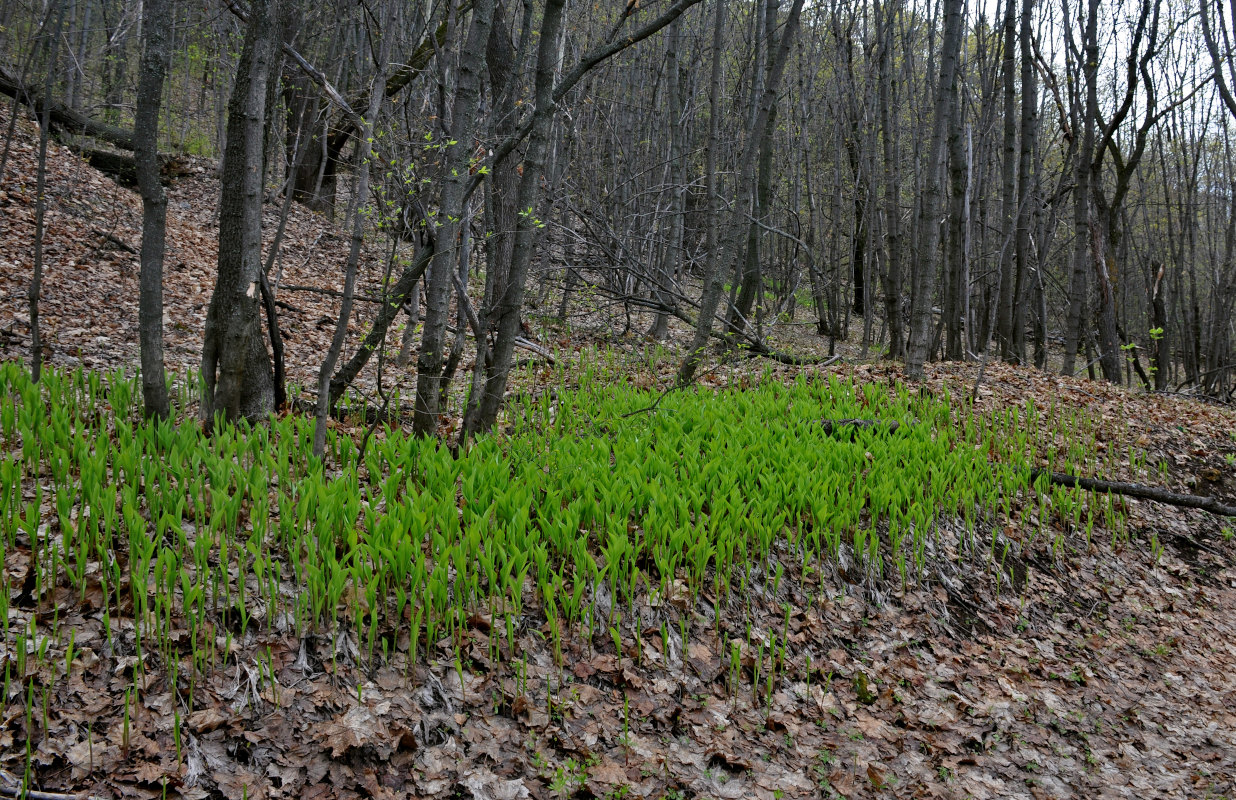 Изображение особи Convallaria majalis.