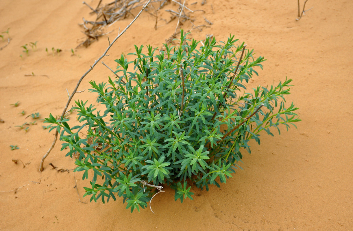 Изображение особи Euphorbia seguieriana.