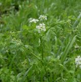 Anthriscus cerefolium