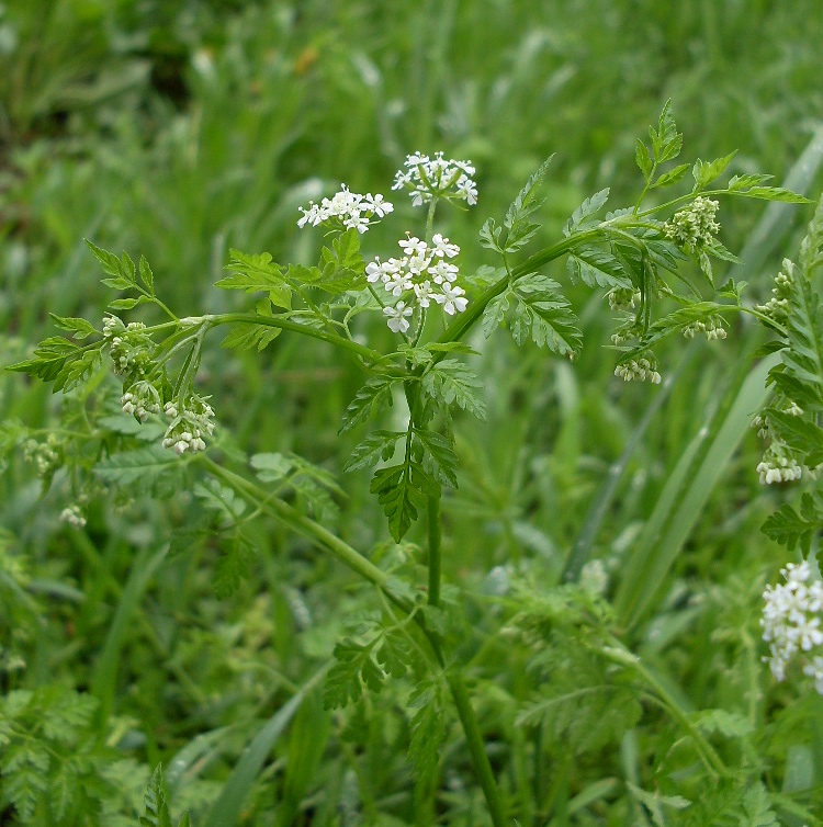 Image of Anthriscus cerefolium specimen.