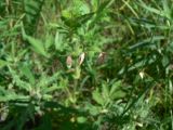Melica nutans. Соплодие. Хабаровский край, Хабаровский р-н, ст. Хехцир. 27.06.2015.