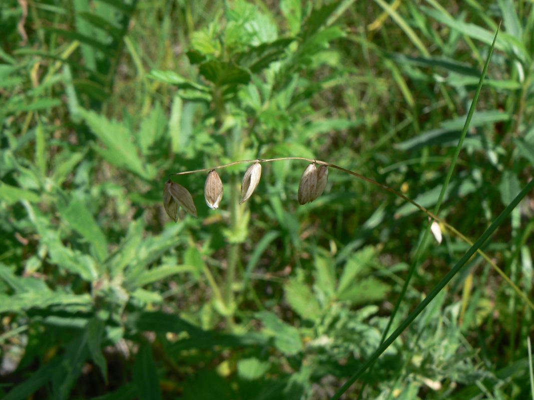 Image of Melica nutans specimen.