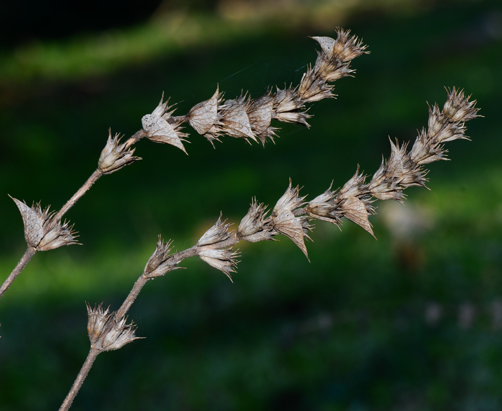 Image of Sideritis pullulans specimen.