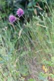 Allium rotundum. Цветущие растения. Дагестан, окр. г. Избербаш, лугово-кустарниковое сообщество на склоне к шоссе. 12 июня 2021 г.