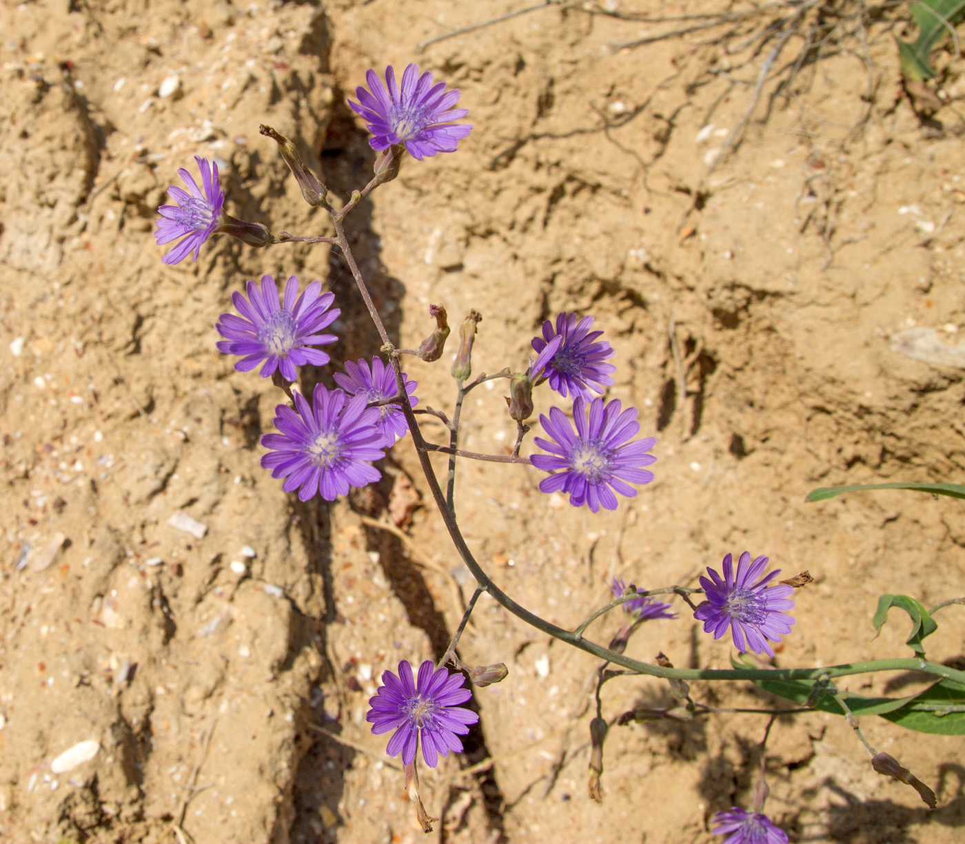 Image of Lactuca tatarica specimen.