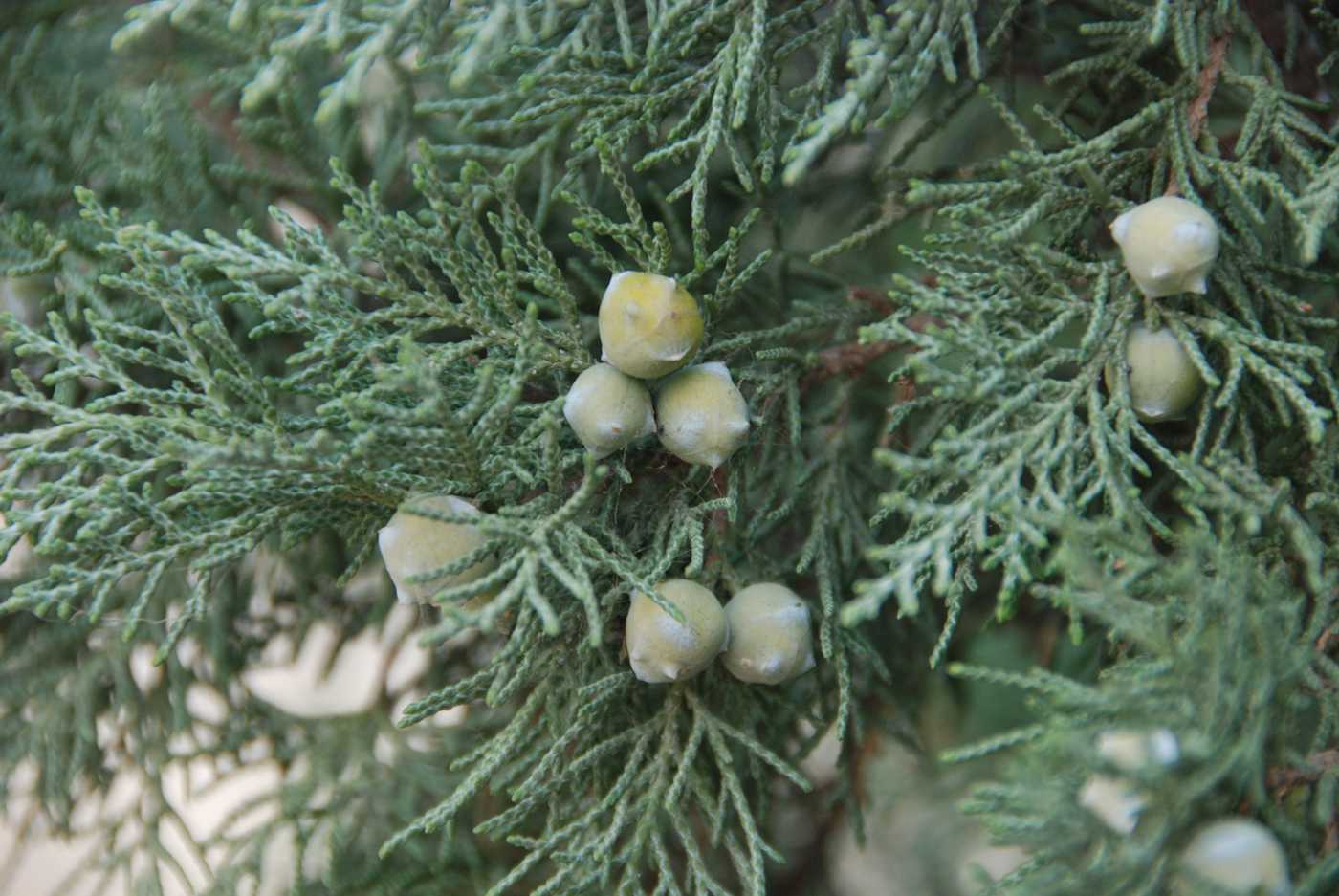 Image of Juniperus polycarpos specimen.