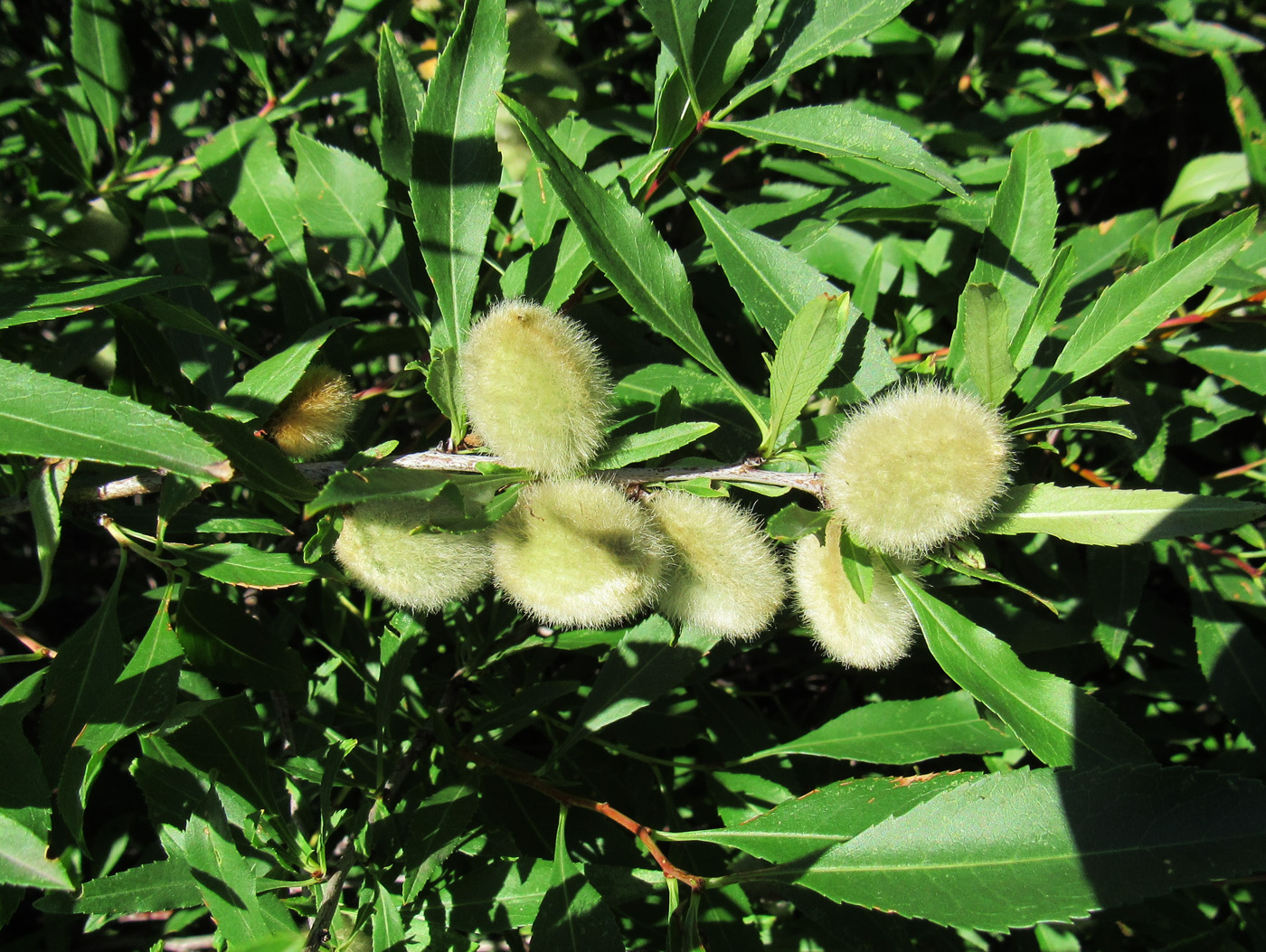 Image of Amygdalus nana specimen.