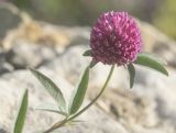 Trifolium alpestre