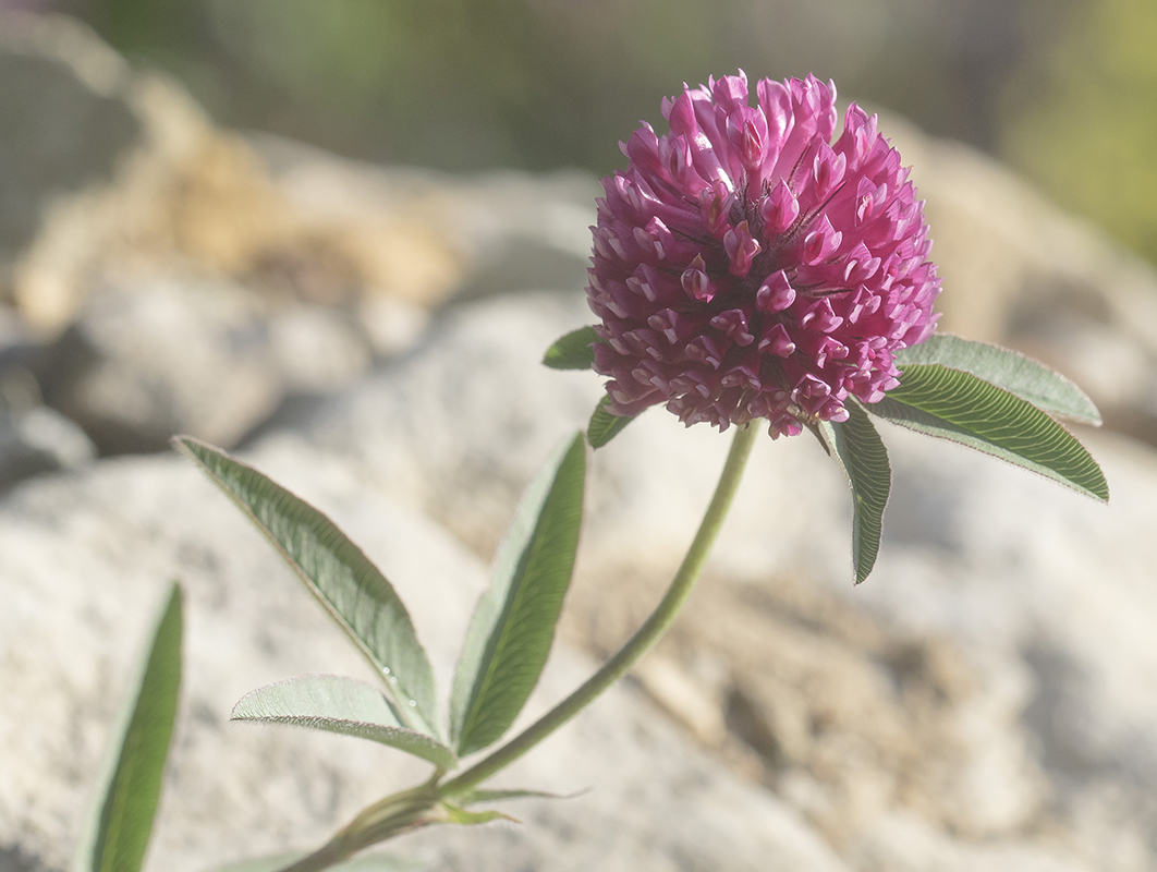 Изображение особи Trifolium alpestre.