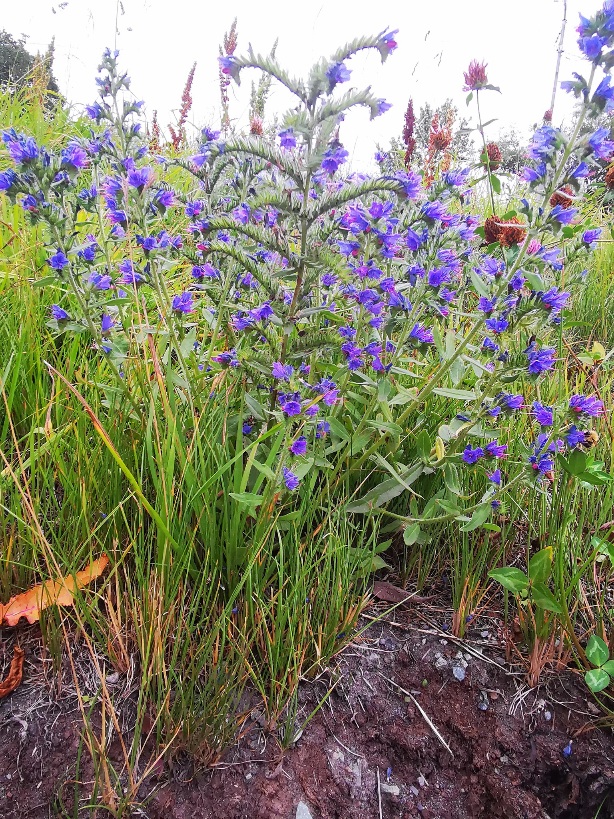 Изображение особи Echium vulgare.