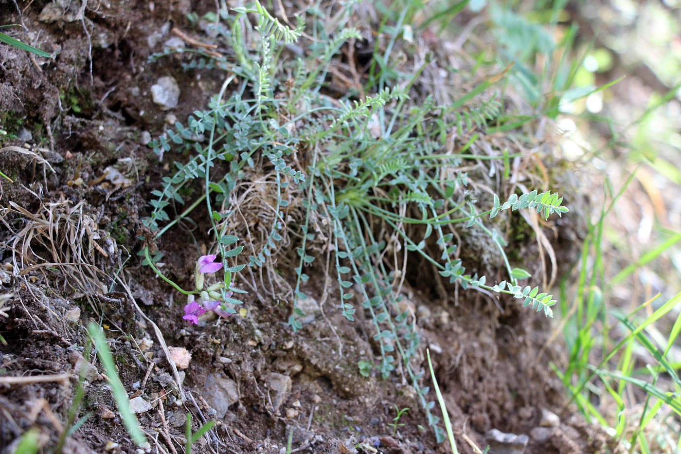 Изображение особи Oxytropis humifusa.