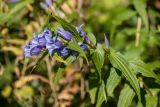 Gentiana schistocalyx