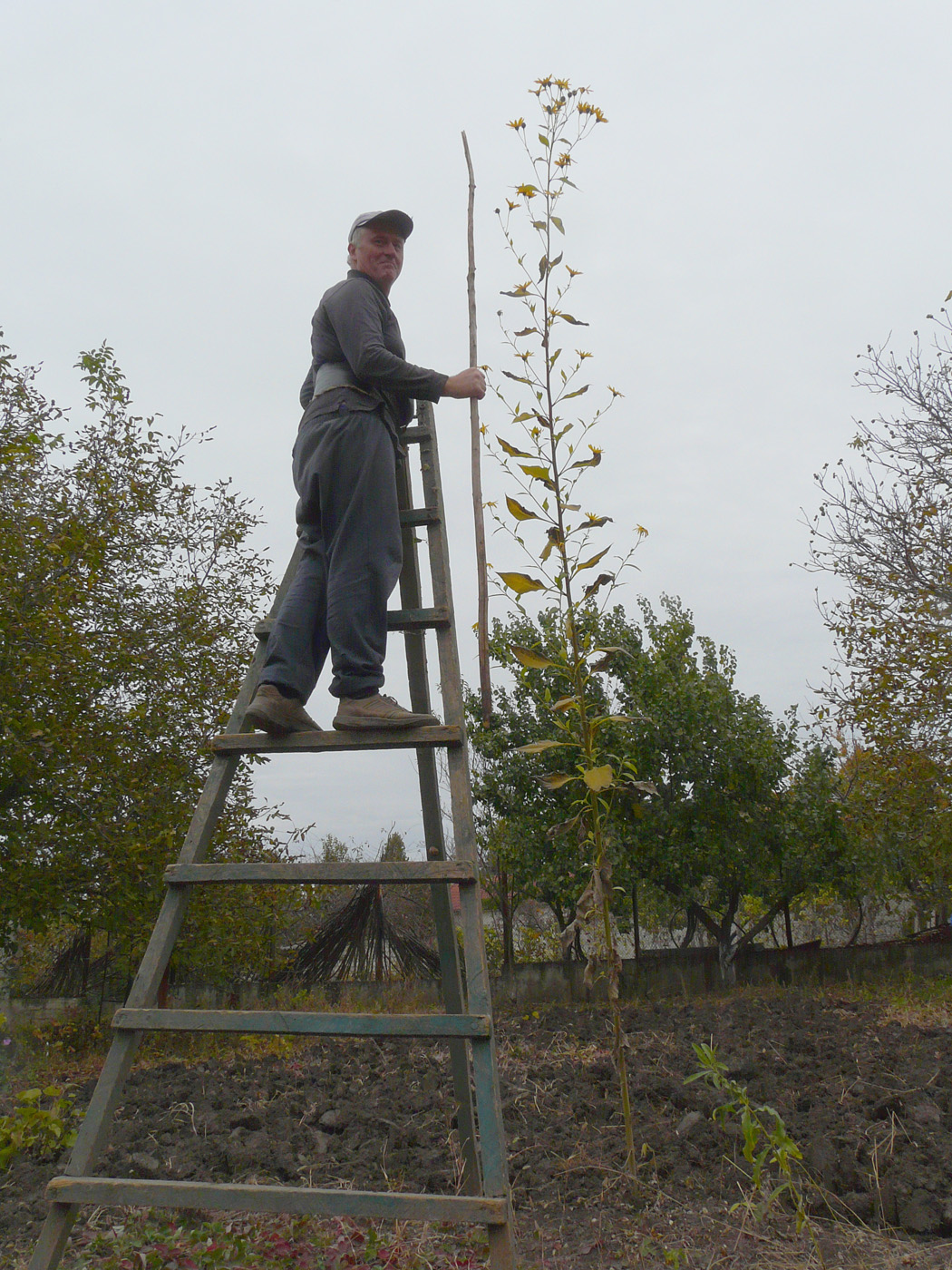 Изображение особи Helianthus tuberosus.