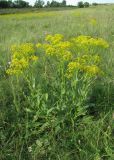 Senecio schwetzowii