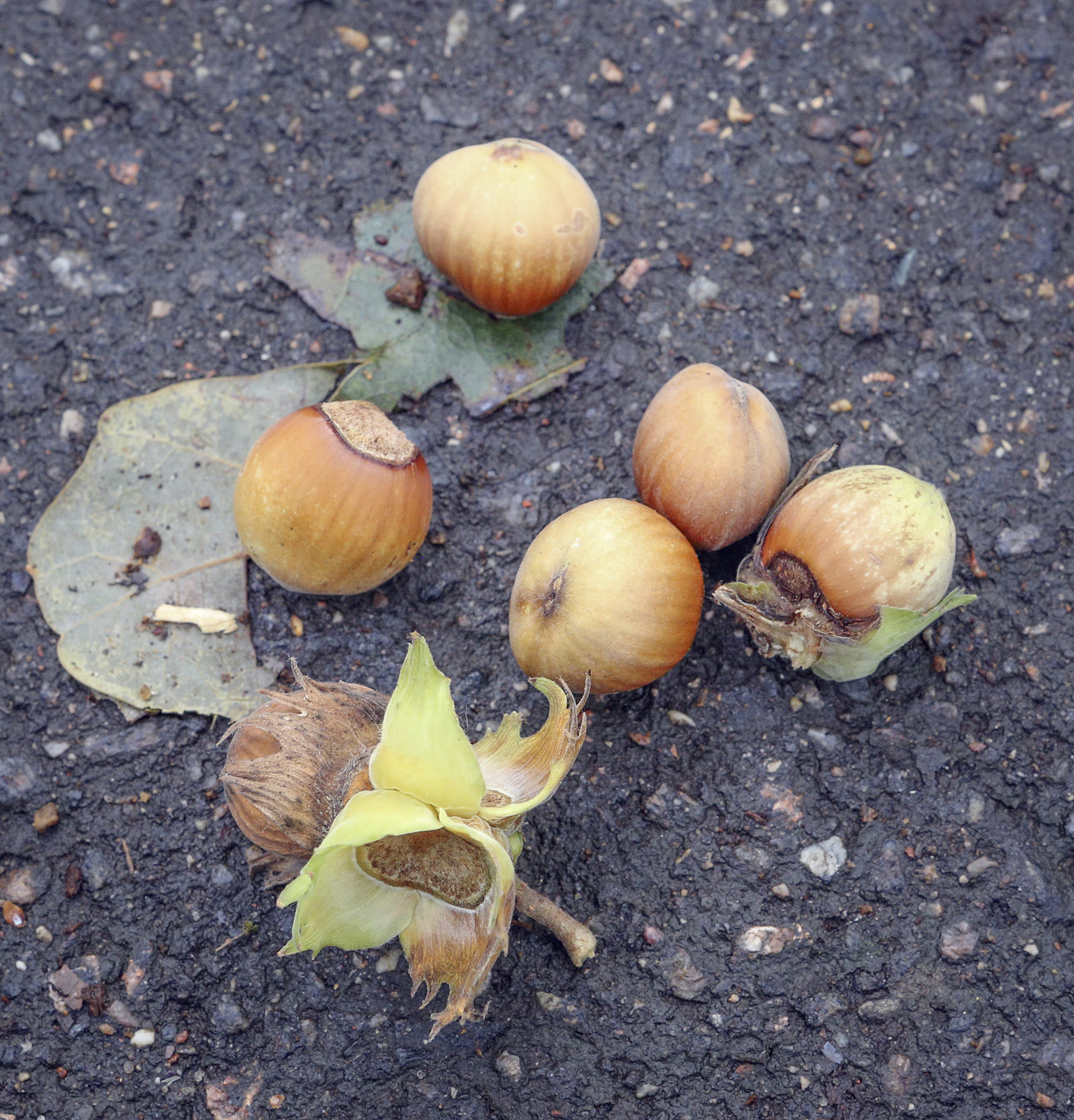 Изображение особи Corylus avellana.