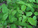 Rubus hirtus