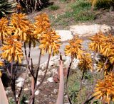 Aloe cryptopoda