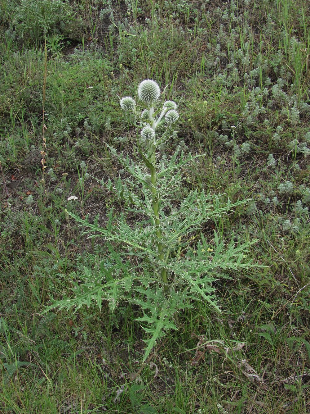 Изображение особи Echinops orientalis.