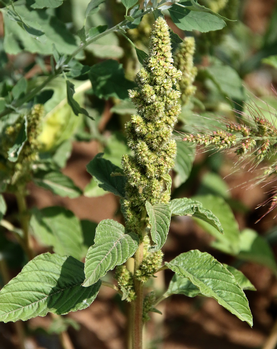 Image of Amaranthus retroflexus specimen.