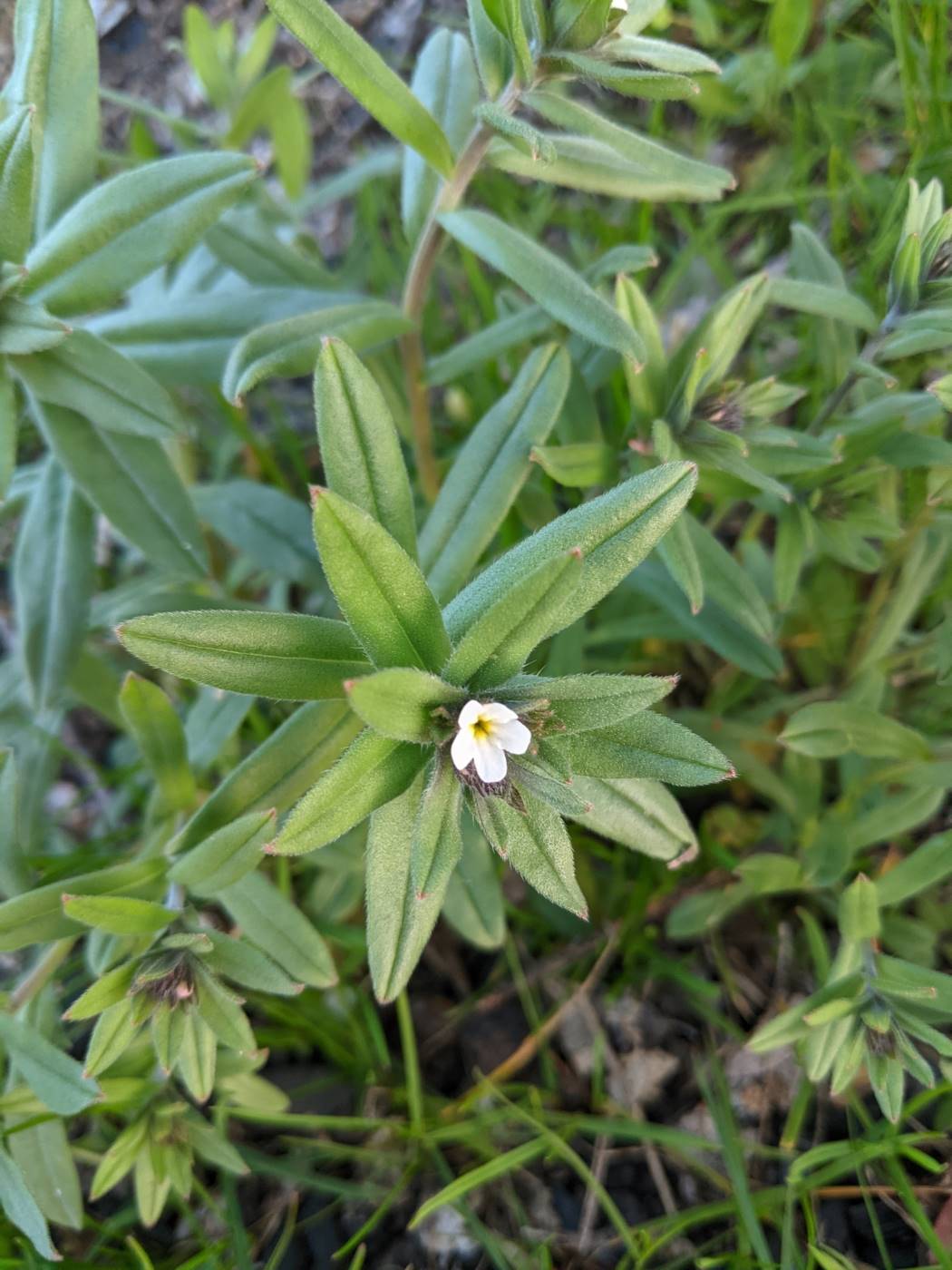 Image of Buglossoides arvensis specimen.