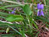 Viola hirta